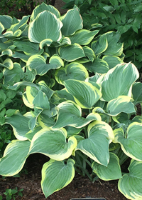 Hosta 'Sagae'